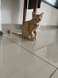 Oyen - Domestic Short Hair Cat