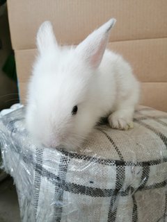 White Baby Rabbit  - Lionhead + Netherland Dwarf Rabbit