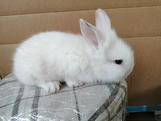 White Baby Rabbit  - Lionhead + Netherland Dwarf Rabbit