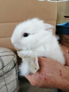 White Baby Rabbit  - Lionhead + Netherland Dwarf Rabbit