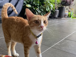 Orangey - Domestic Short Hair Cat