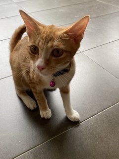 Orangey - Domestic Short Hair Cat