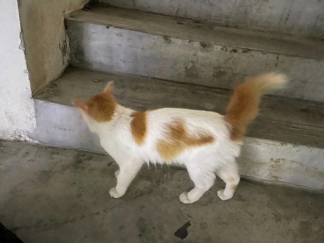 Oyen - Domestic Long Hair Cat