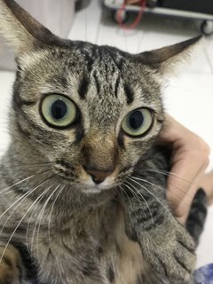 Kuku - Domestic Short Hair + Bengal Cat