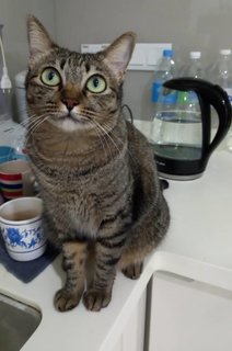 Kuku - Domestic Short Hair + Bengal Cat