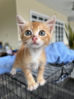 Cute Kitten For Adoption  - Domestic Short Hair Cat