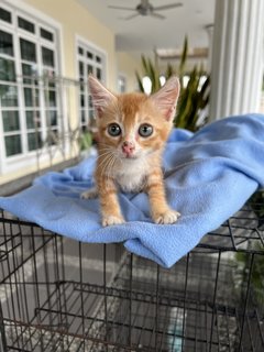 Cute Kitten For Adoption  - Domestic Short Hair Cat