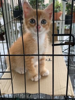 Cute Kitten For Adoption  - Domestic Short Hair Cat