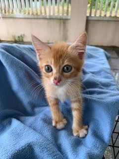 Cute Kitten For Adoption  - Domestic Short Hair Cat