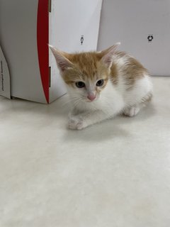 Gold Baby Cat - Domestic Short Hair Cat