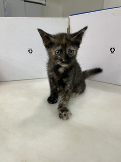 Black Gold Baby Cat - Domestic Short Hair Cat