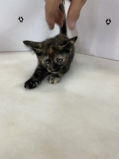 Black Gold Baby Cat - Domestic Short Hair Cat