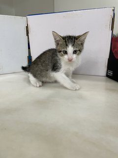 Grey Baby Cat - Domestic Short Hair Cat