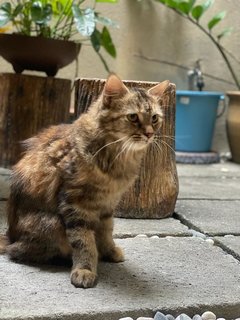 Juliet - Domestic Long Hair Cat