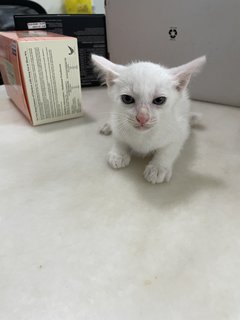 White Baby Cat - Domestic Short Hair Cat