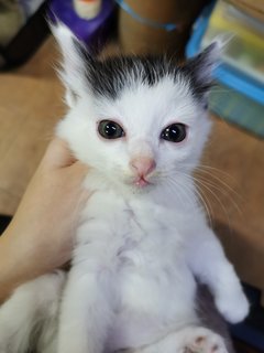 Big Moo Moo &amp; Small Moo Moo - Domestic Short Hair Cat