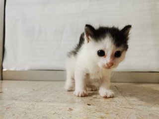 Big Moo Moo &amp; Small Moo Moo - Domestic Short Hair Cat