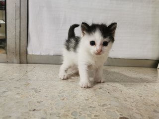 Big Moo Moo &amp; Small Moo Moo - Domestic Short Hair Cat