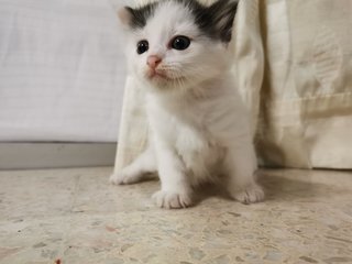 Big Moo Moo &amp; Small Moo Moo - Domestic Short Hair Cat