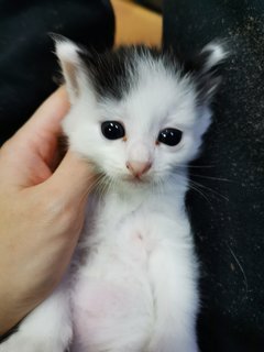 Big Moo Moo &amp; Small Moo Moo - Domestic Short Hair Cat