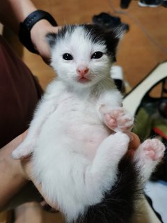 Big Moo Moo &amp; Small Moo Moo - Domestic Short Hair Cat