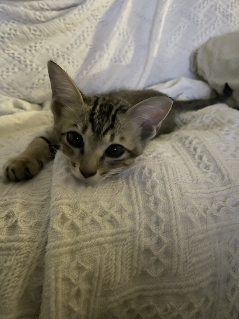 Baby - Domestic Short Hair Cat