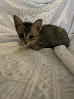 Baby - Domestic Short Hair Cat