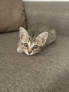 Baby - Domestic Short Hair Cat