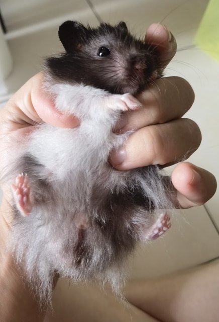 Pandaria-jr - Syrian / Golden Hamster Hamster