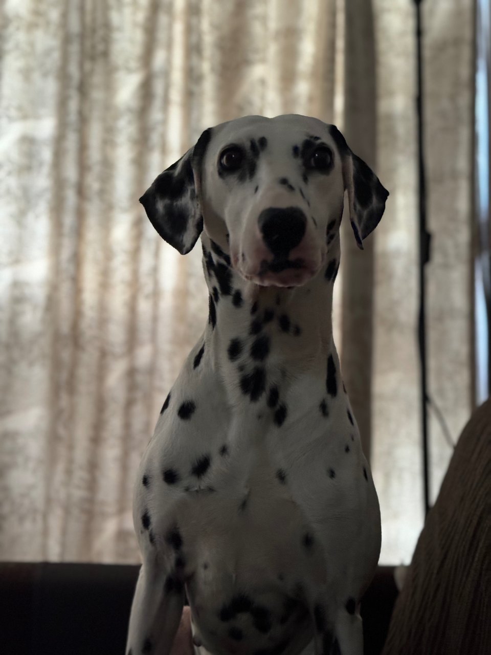 Chelsea  - Dalmatian Dog