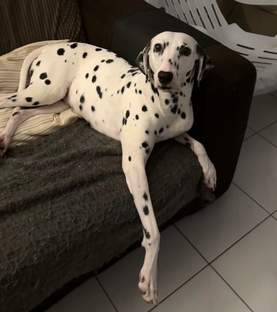 Chelsea  - Dalmatian Dog