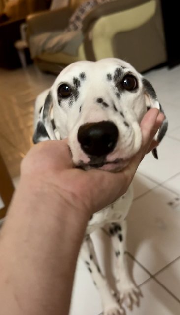 Chelsea  - Dalmatian Dog