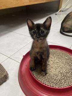 Peaches - Tortoiseshell + Domestic Short Hair Cat