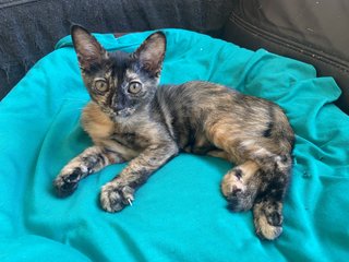 Peaches - Tortoiseshell + Domestic Short Hair Cat