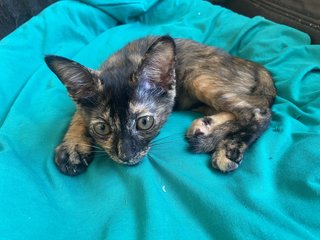 Peaches - Tortoiseshell + Domestic Short Hair Cat