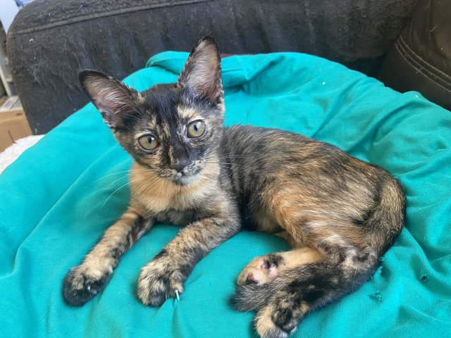 Peaches - Tortoiseshell + Domestic Short Hair Cat