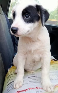 Snowy (K) - Mixed Breed Dog