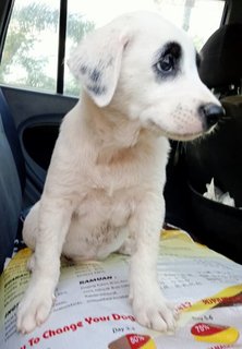 Snowy (K) - Mixed Breed Dog