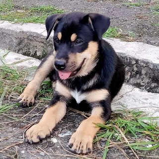 Rex (K) - Mixed Breed Dog