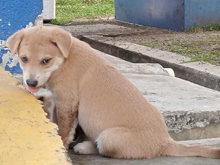 Lucky (K) - Mixed Breed Dog