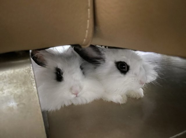 Cookie And Cream  - Hotot + Lionhead Rabbit