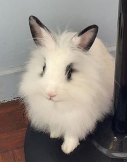 Cookie And Cream  - Hotot + Lionhead Rabbit