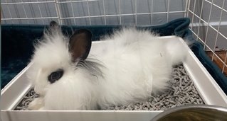 Cookie And Cream  - Hotot + Lionhead Rabbit