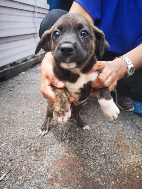 Bailey - Mixed Breed Dog