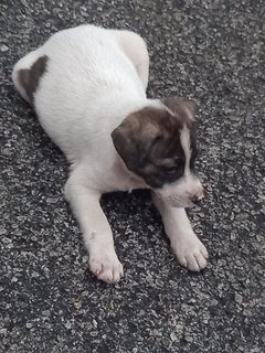 Bucky - Mixed Breed Dog