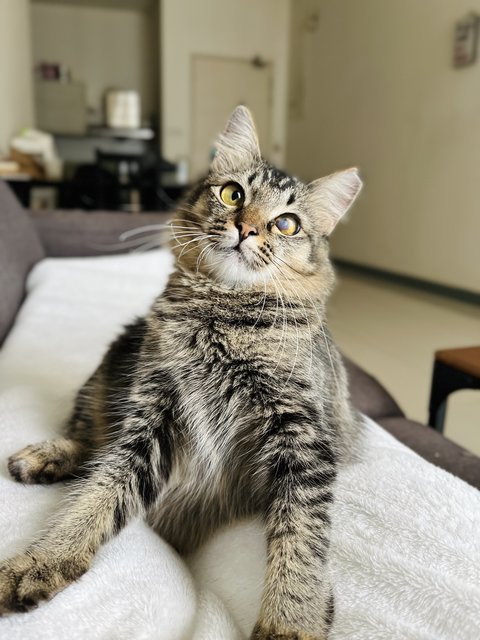 Jasmine - Domestic Long Hair + Tabby Cat