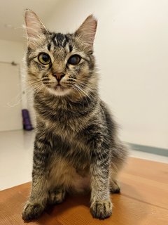 Jasmine - Domestic Long Hair + Tabby Cat