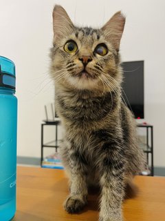 Jasmine - Domestic Long Hair + Tabby Cat