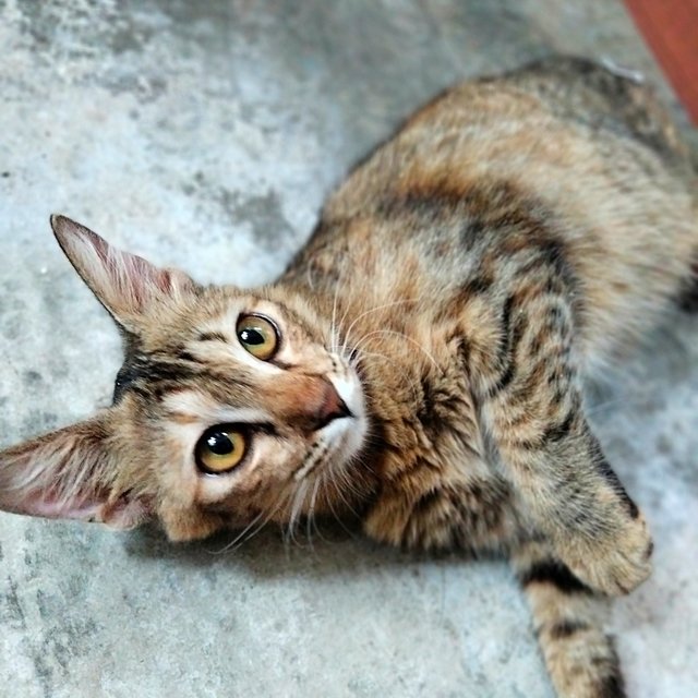 Manja - Domestic Medium Hair + Torbie Cat