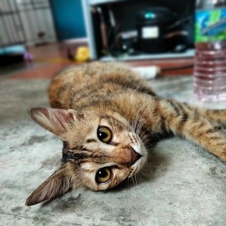 Manja - Domestic Medium Hair + Torbie Cat